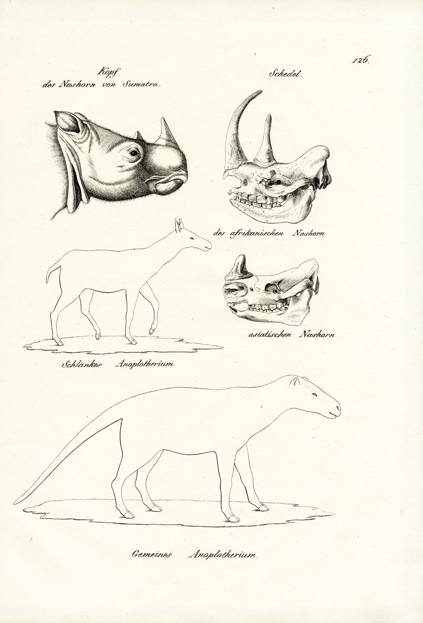 Hoofd van Sumatra-neushoorn, 1824 door Karl Joseph Brodtmann