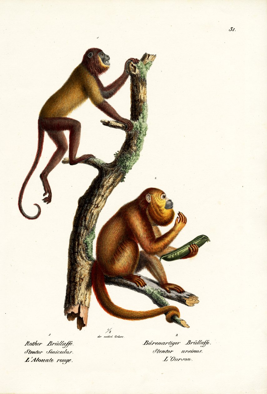 Rode Brulapen, 1824 door Karl Joseph Brodtmann