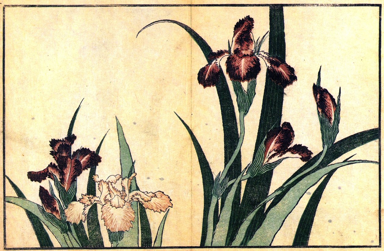 Iris door Katsushika Hokusai