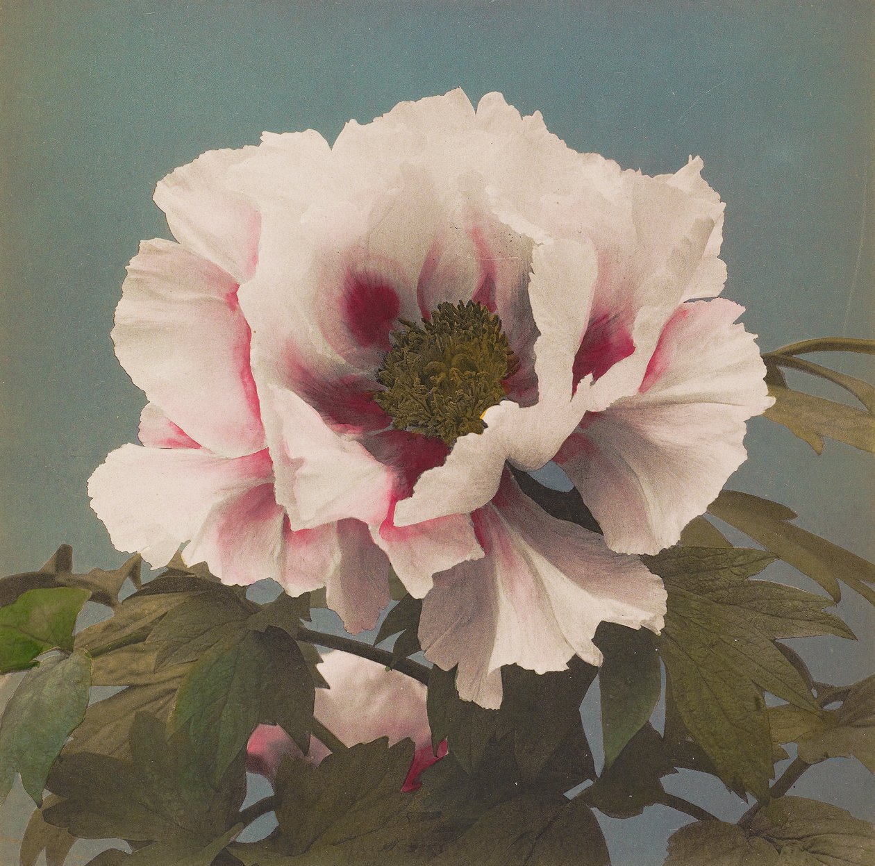 Boompioen door Kazumasa Ogawa