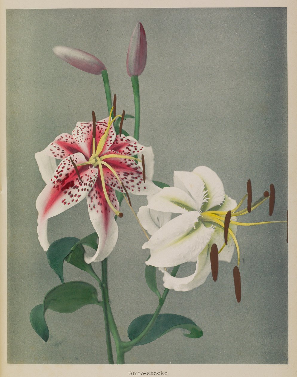 Lily door Kazumasa Ogawa