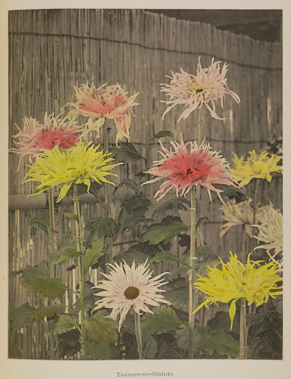 Tsuzure-no-Nishiki door Kazumasa Ogawa