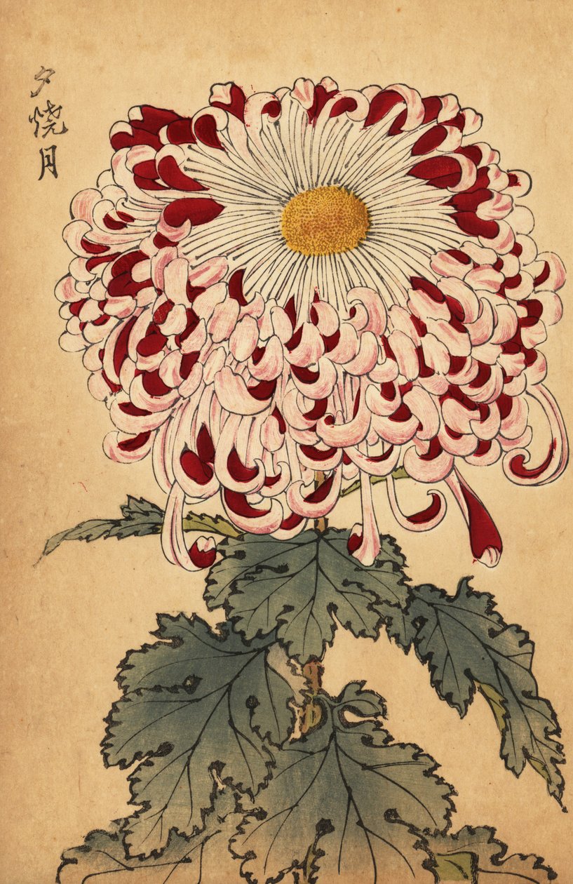 Hybride karmozijnrode en witte lepelchrysant door Keika Hasegawa