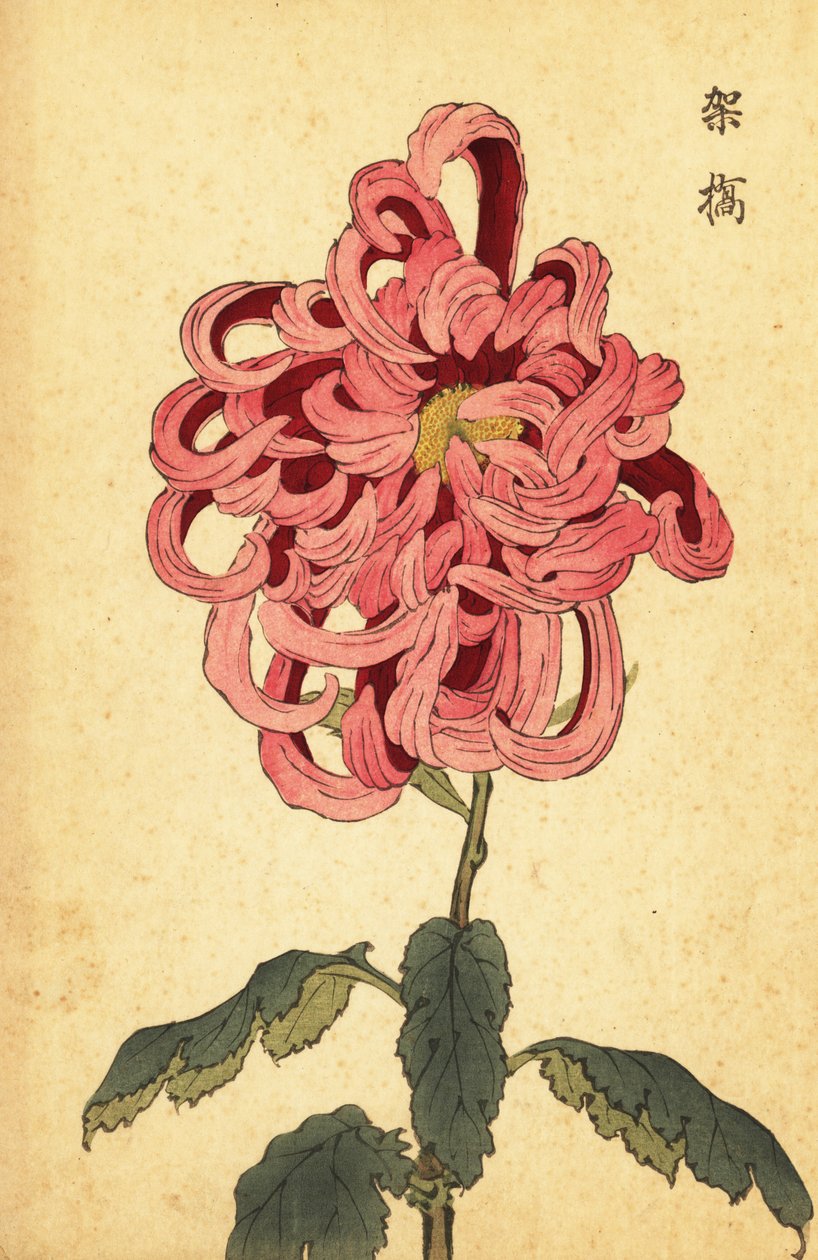Hybride roze en karmozijnrode chrysant door Keika Hasegawa