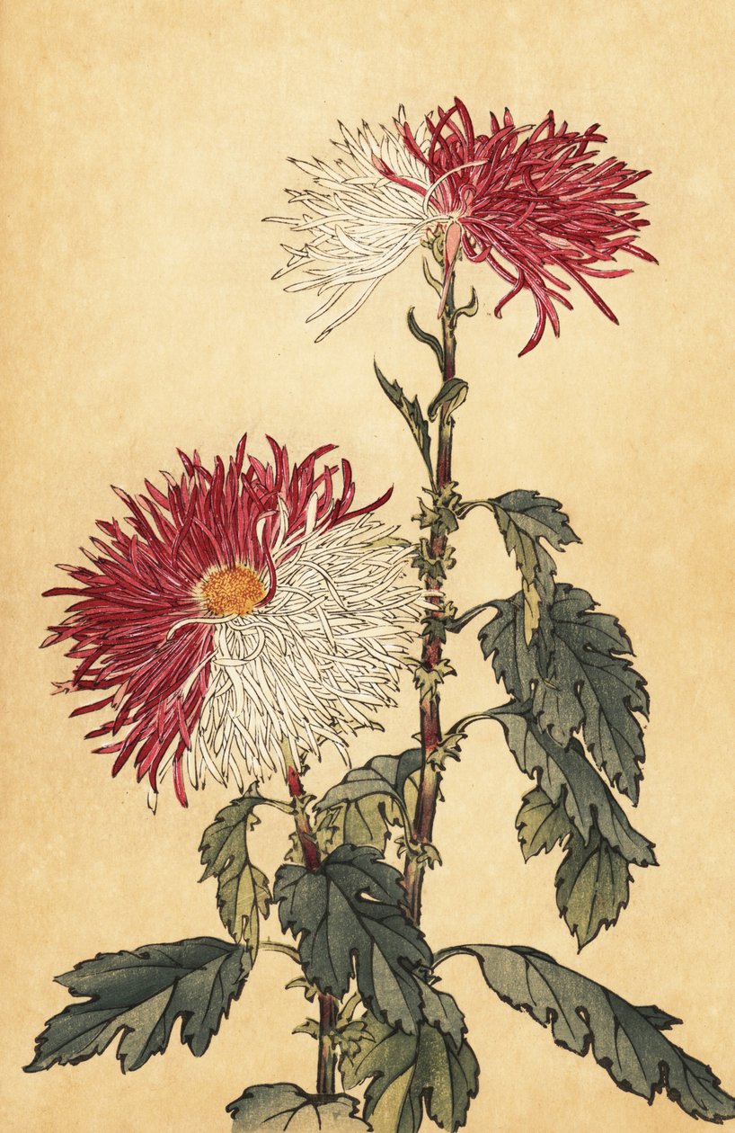 Hybride paarse en witte penchrysant door Keika Hasegawa