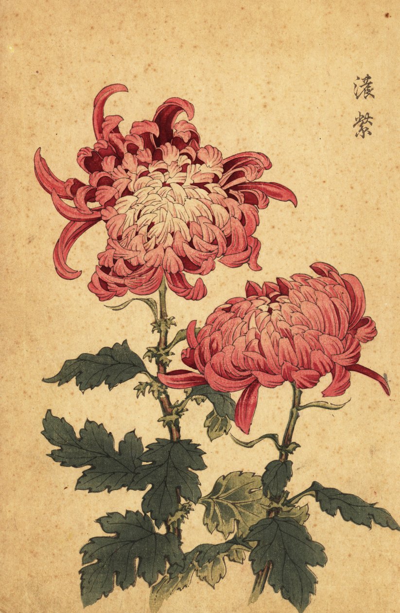 Hybride zalmroze chrysant door Keika Hasegawa