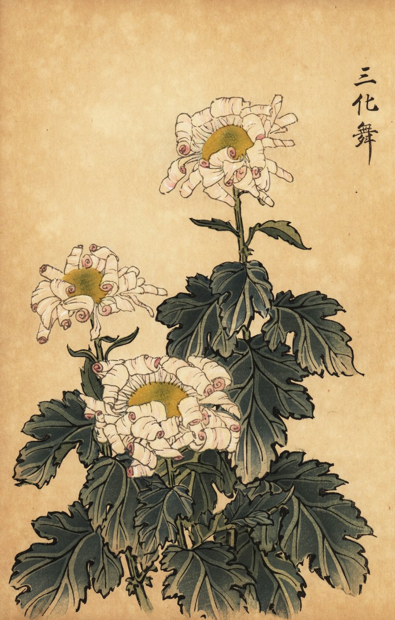 Hybride witte en roze chrysant door Keika Hasegawa