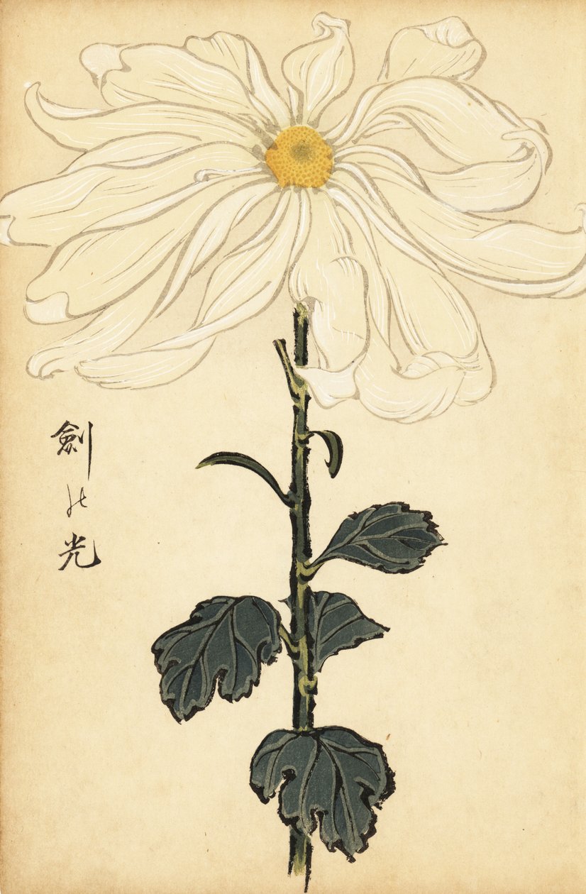 Hybride witte chrysant door Keika Hasegawa