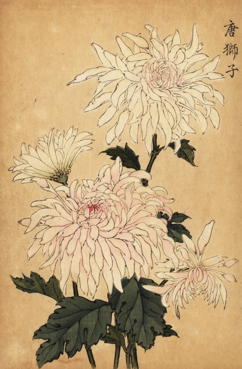 Hybride witte chrysant, Chrysanthemum indicum door Keika Hasegawa