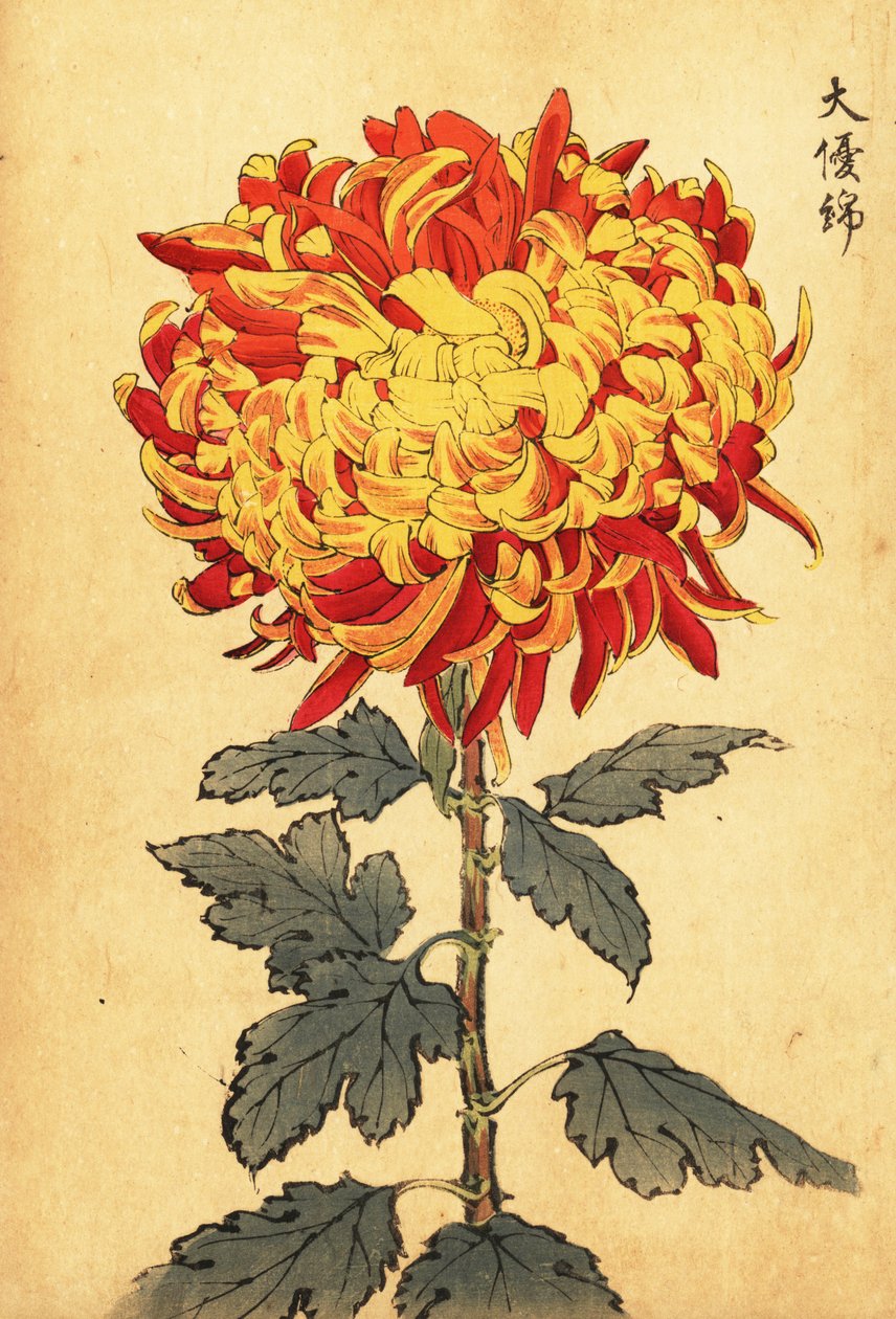 Hybride gele en scharlaken pompon chrysant door Keika Hasegawa