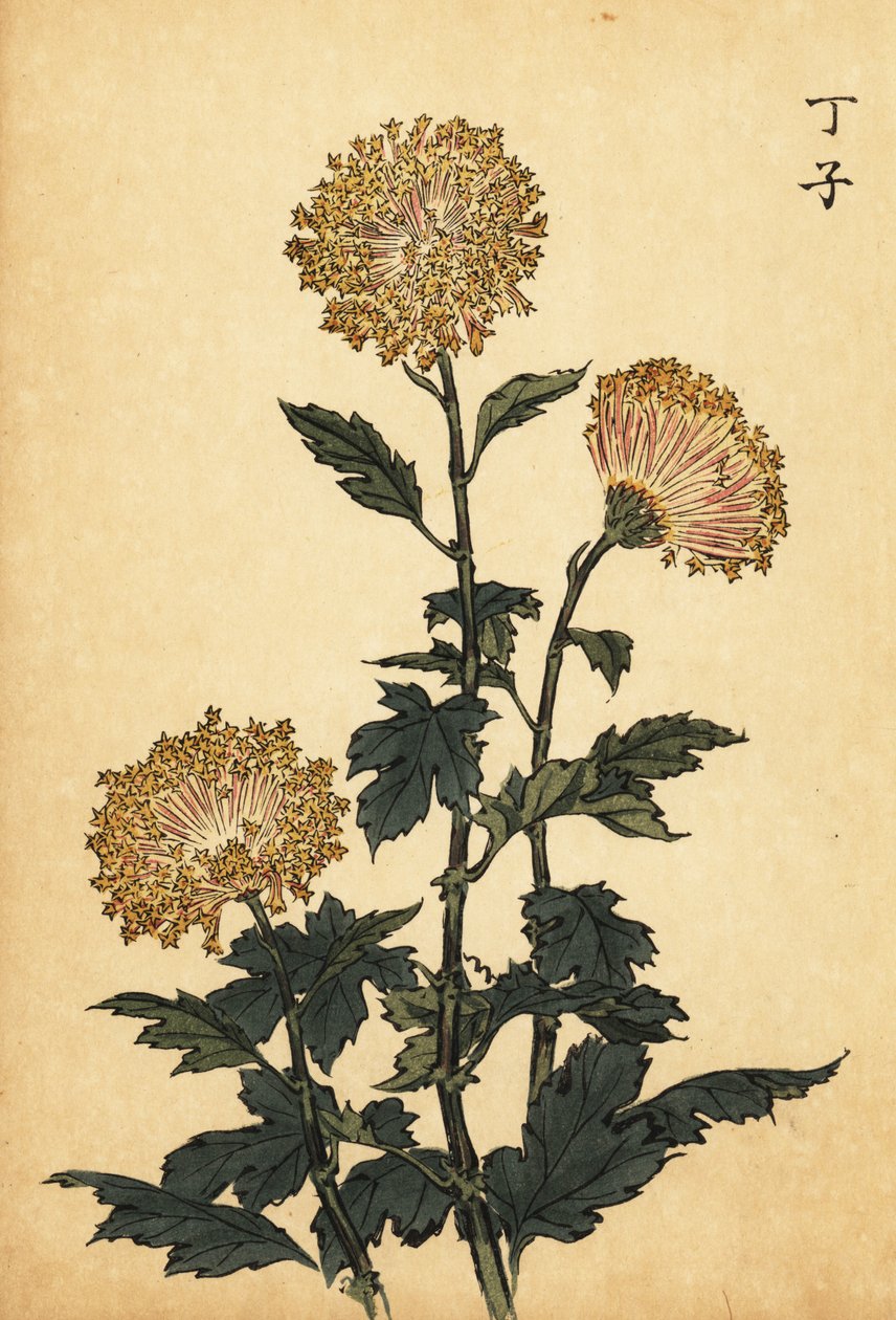 Hybride gele chrysant door Keika Hasegawa