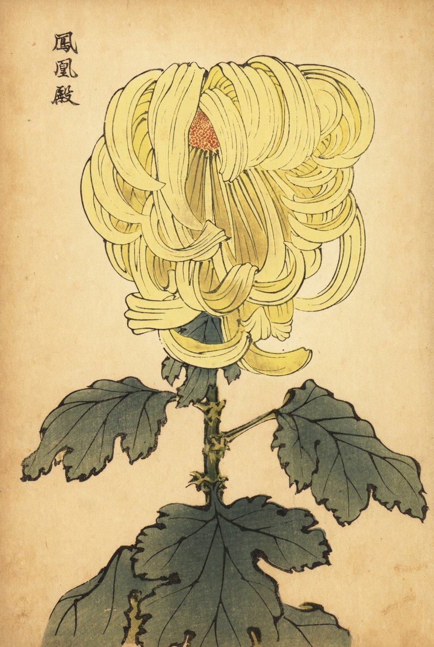 Hybride gele incurve chrysant, 1893 (gravure) door Keika Hasegawa