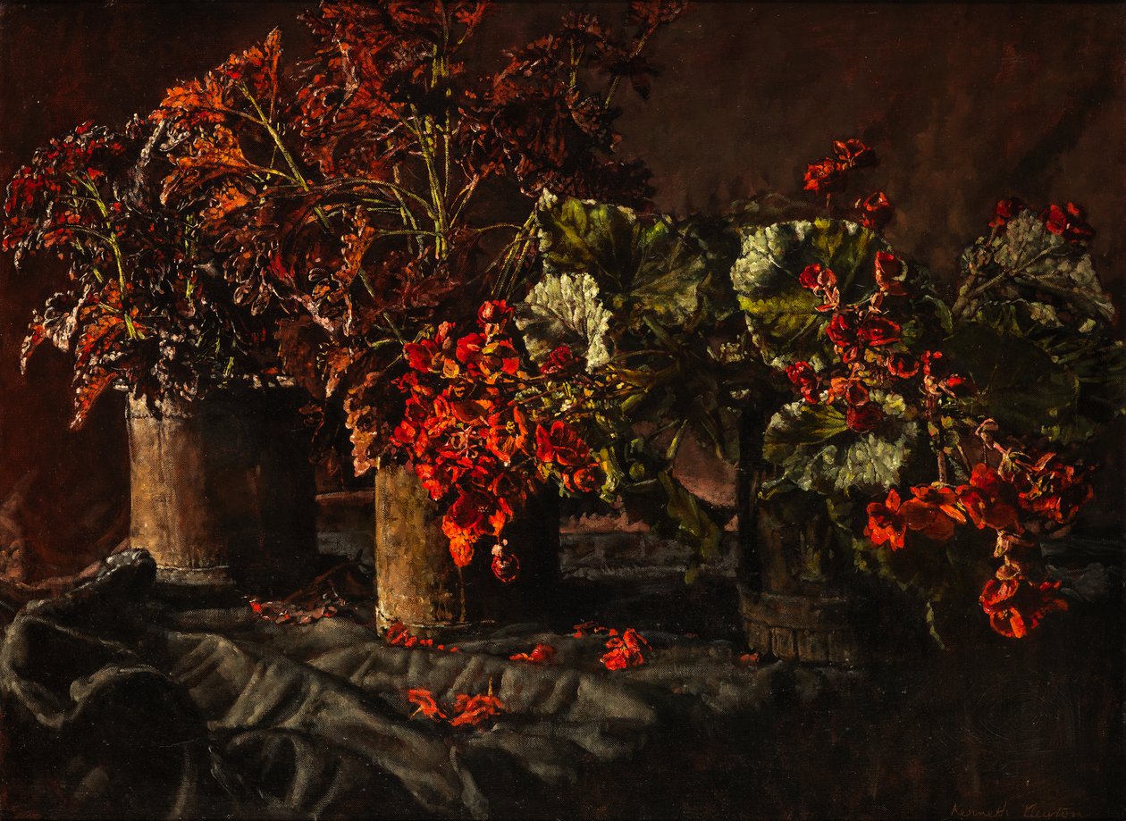 Begonia