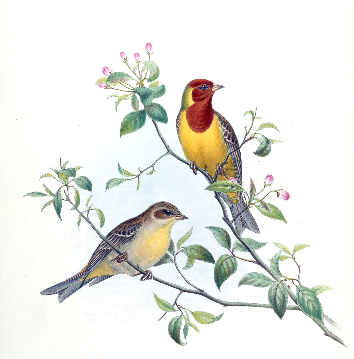 Emberiza bruniceps door Kersti Nebelsiek