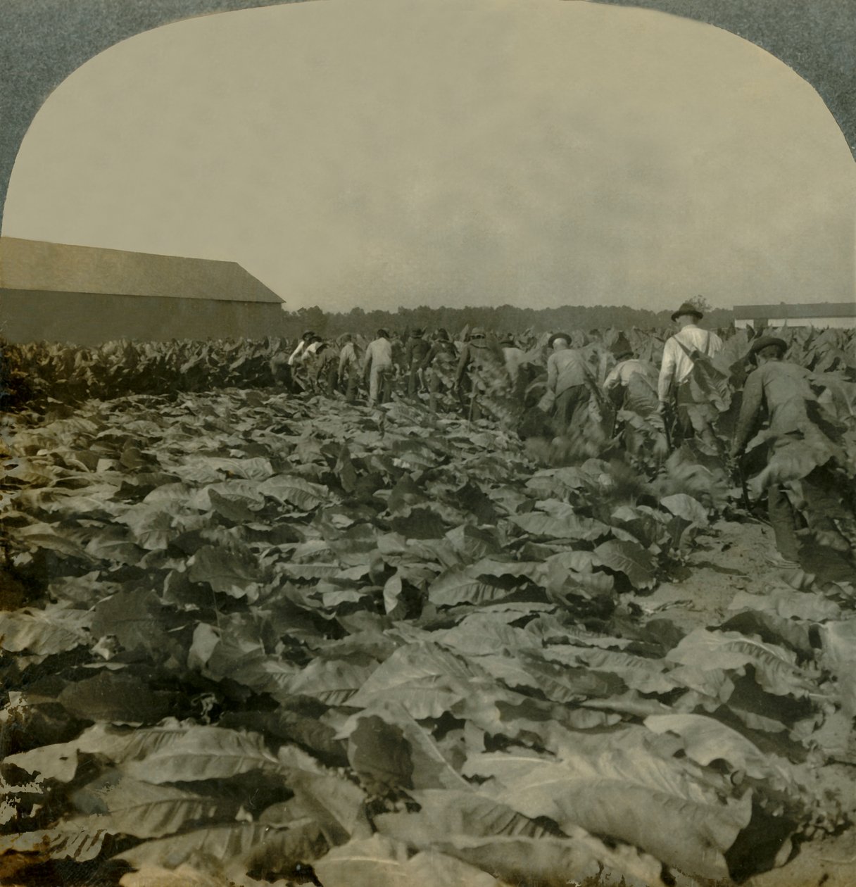 Tabak snijden, Kentucky, VS, 1904 door Keystone View Company