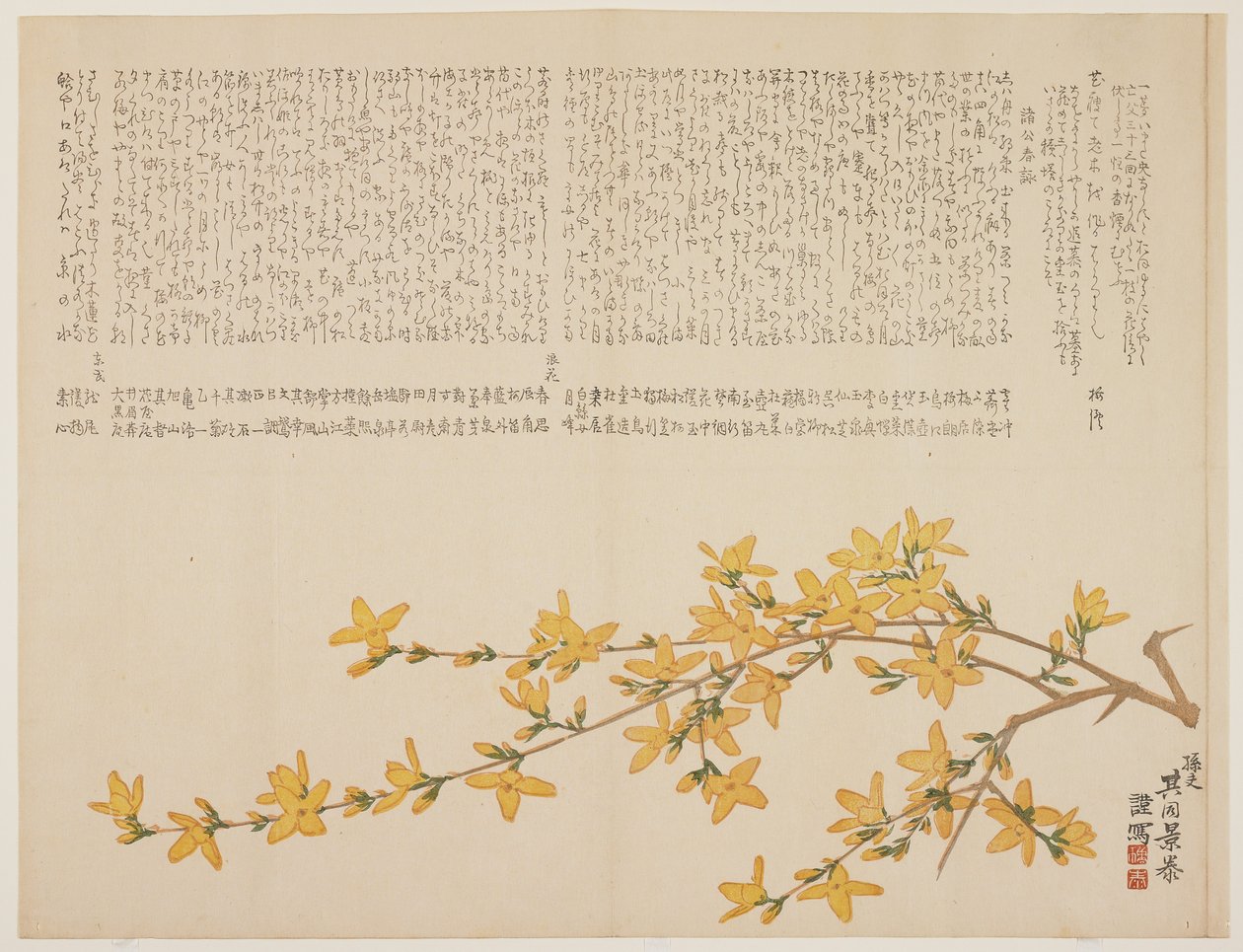 Japanse Gele Roos, of Yamabuki, c.1818-29 door Kid Kageyasu