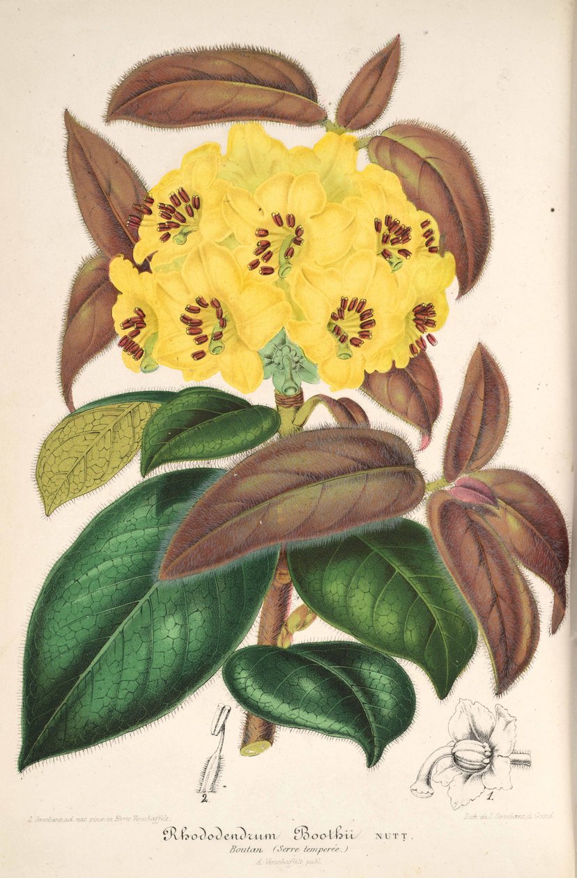 Rhododendron boothii door L’Illustration horticole