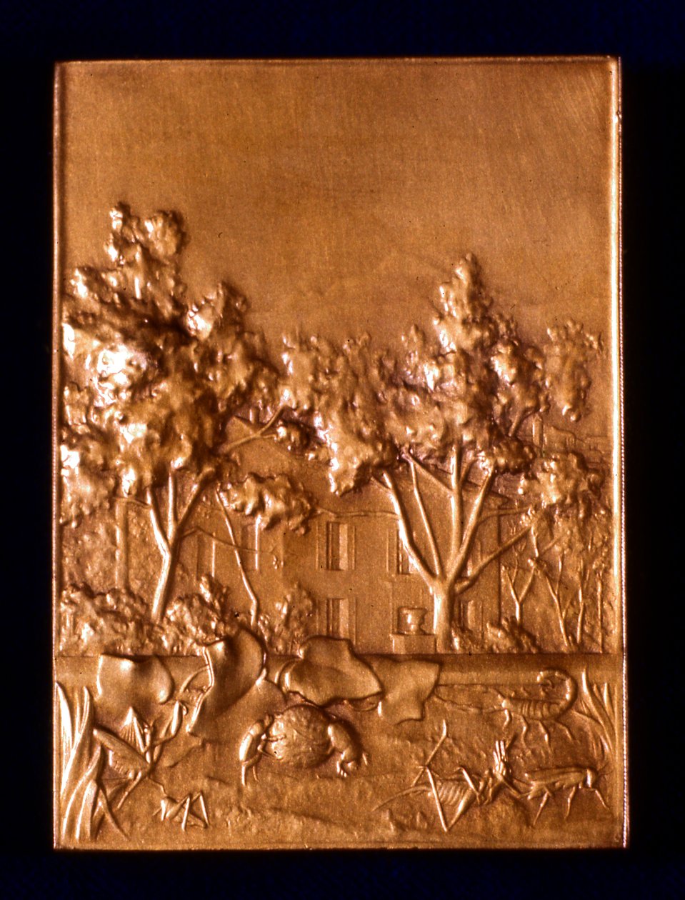 Insecten, 1911 door L. Patriarche