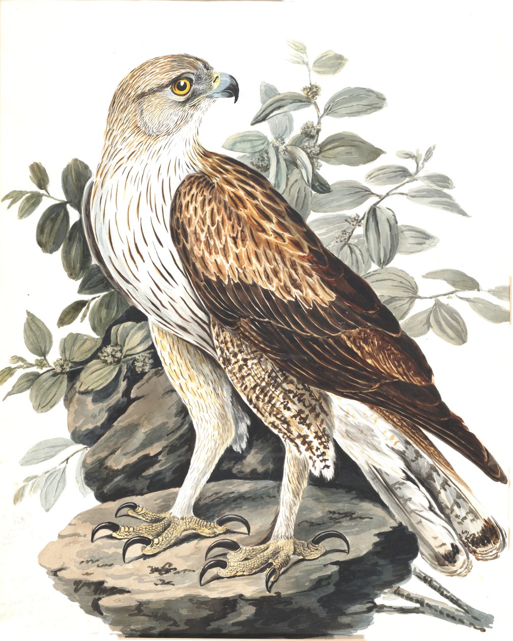 Bonelli