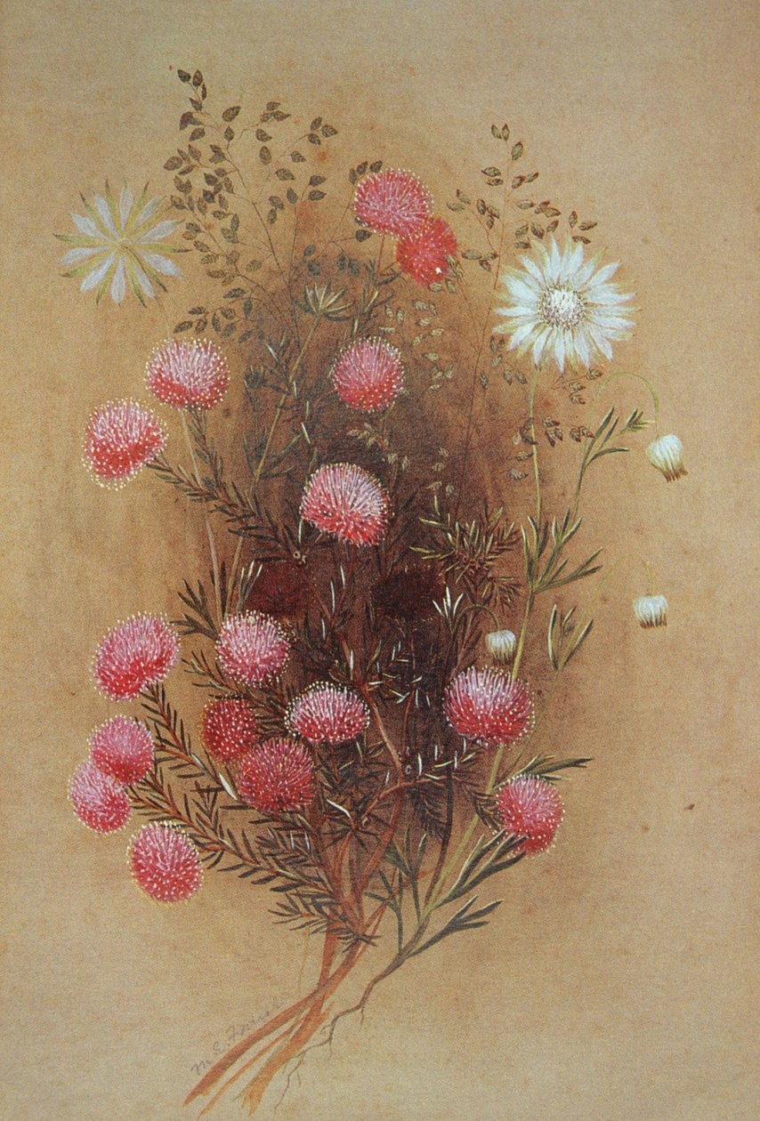Melaleuca of Flanelbloem, 19e eeuw door Lady Margaret Forest
