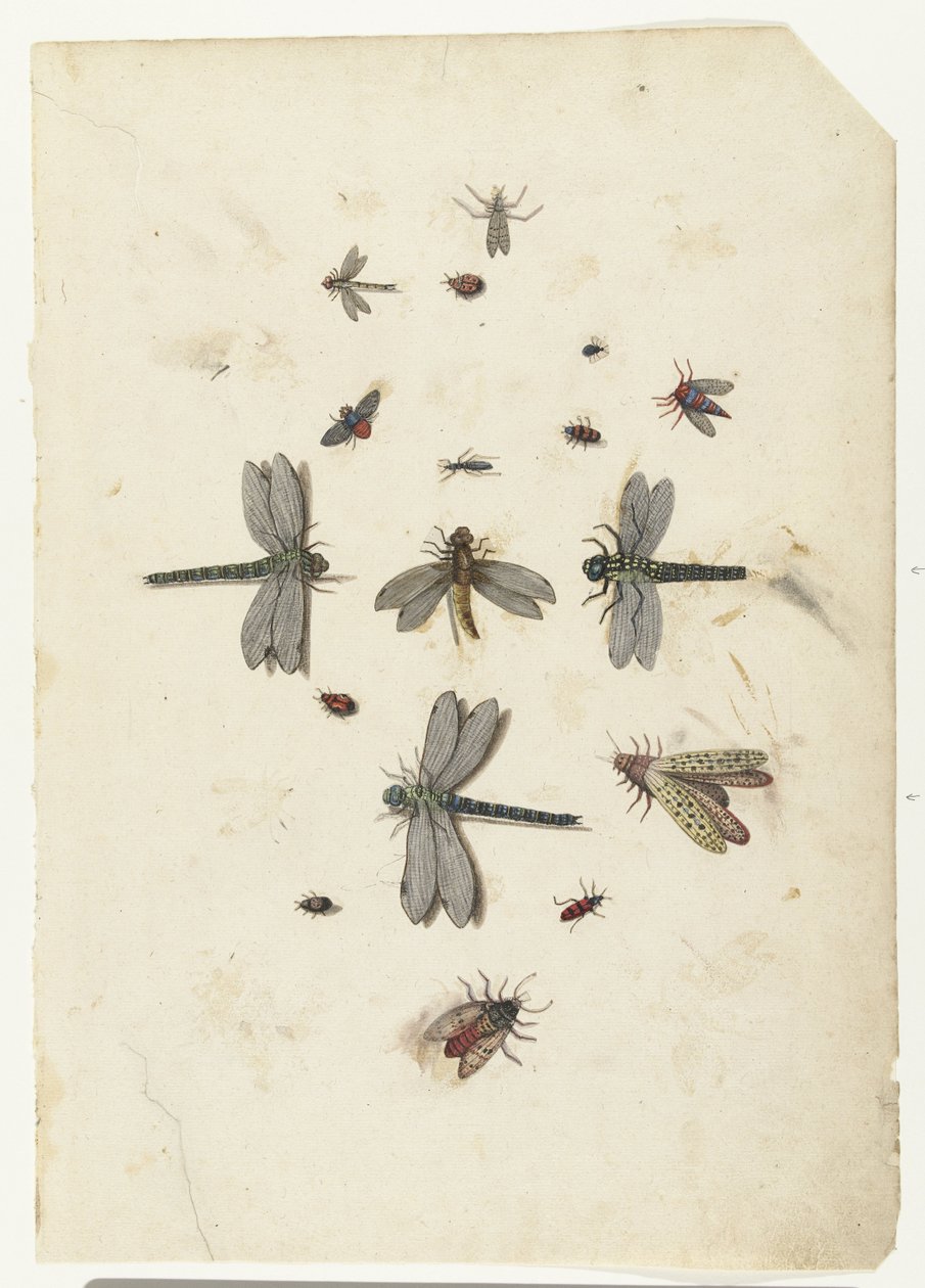 Libellen en vliegende insecten door Lambert Lombard