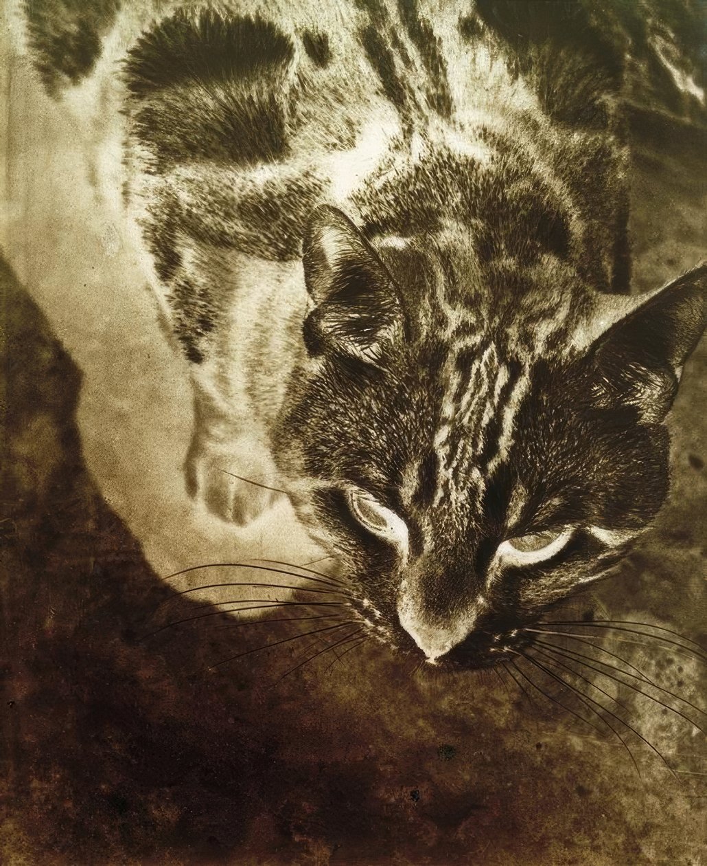 Kat (Negatieve afdruk) door Laszlo Moholy Nagy