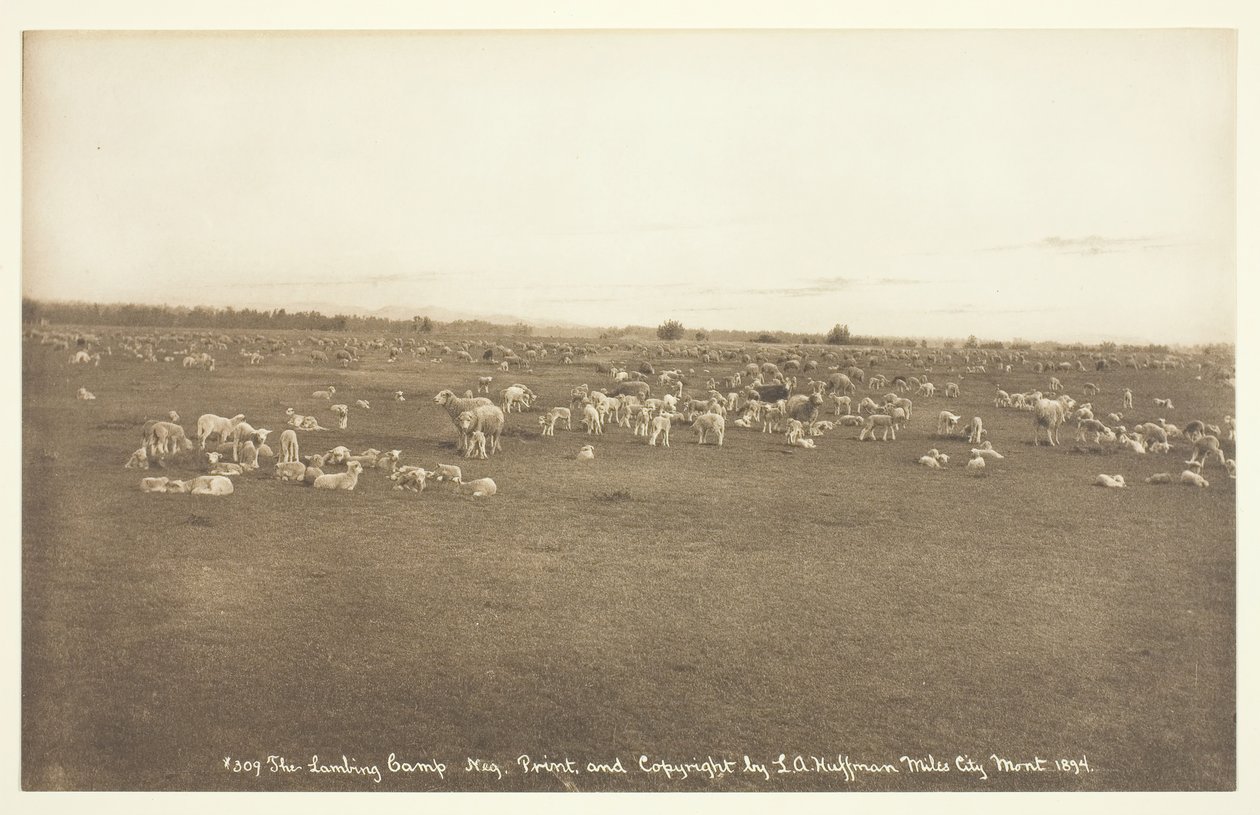 Het lammeren kamp, 1894 door Laton Alton Huffman
