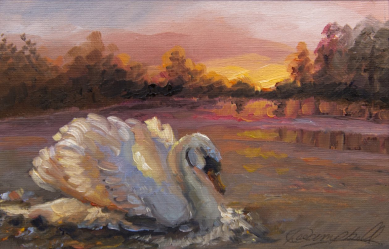 Zwaan bij Zonsopgang, 2016 door Lee Campbell