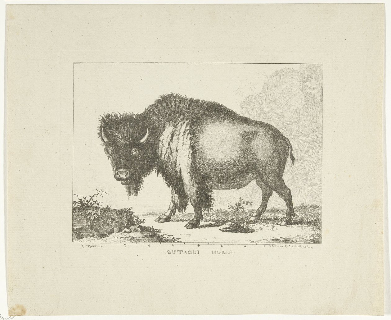 Bizon door Leendert Brasser