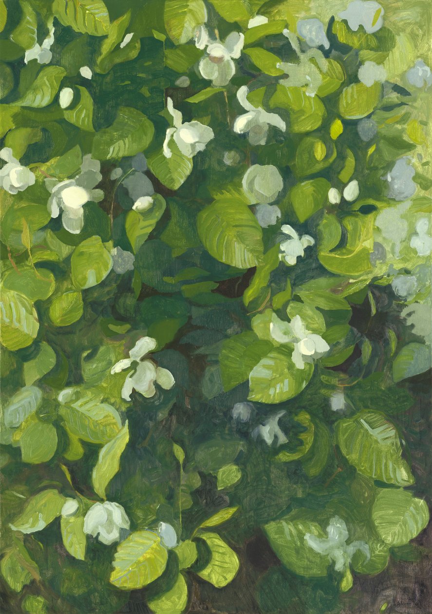 Magnolia in Bloei, 2014 door Leigh Glover
