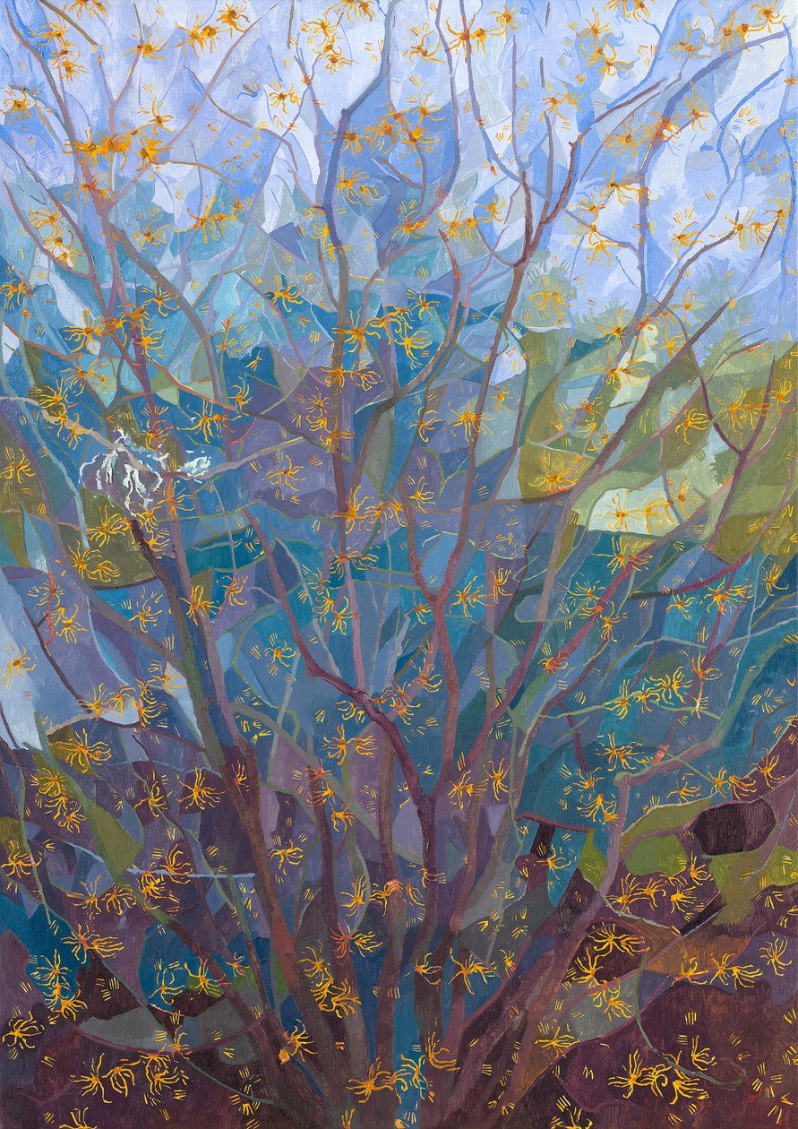Toverhazelaar in Bloei, 2015 door Leigh Glover