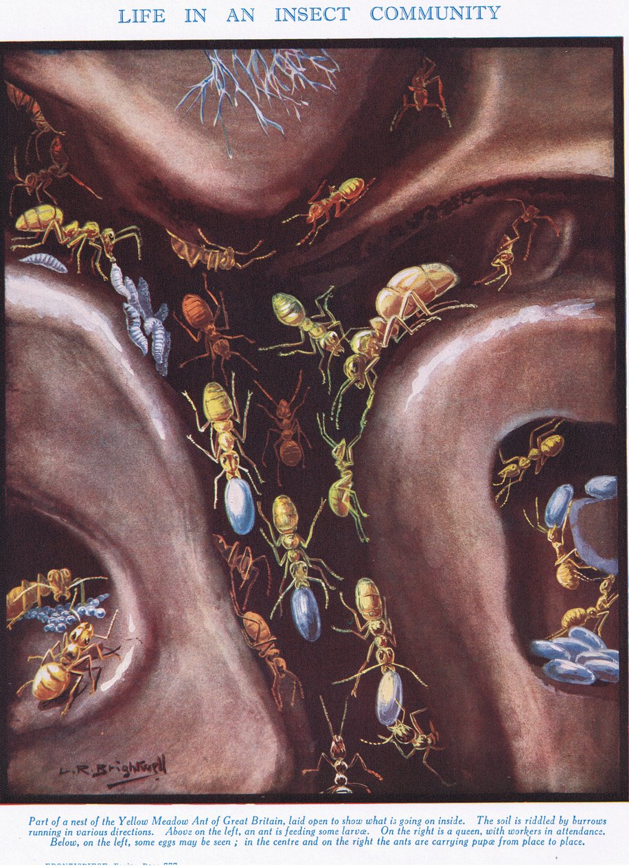 Het Leven in een Insectengemeenschap, illustratie uit 