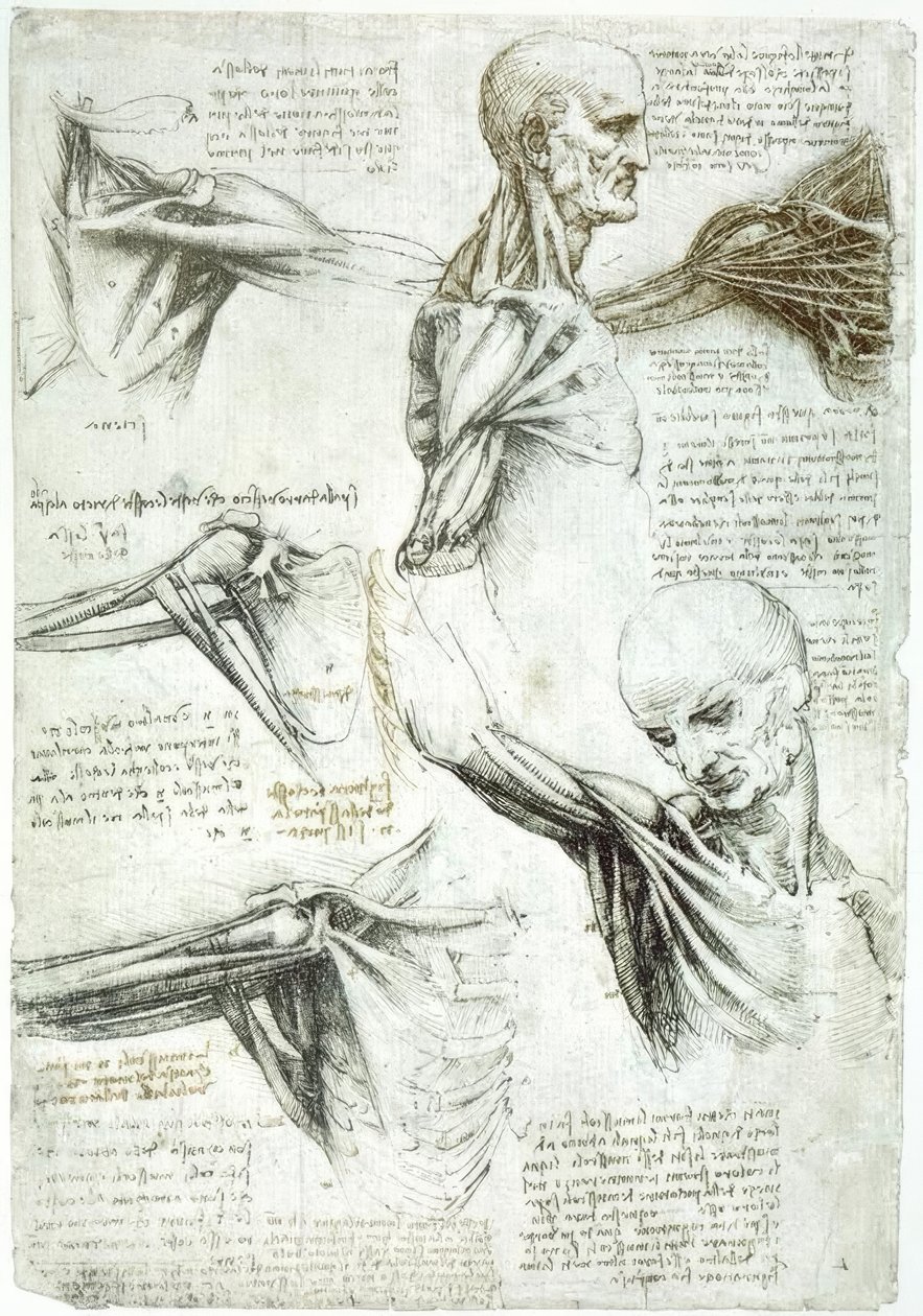 Anatomiestudies door Leonardo da Vinci