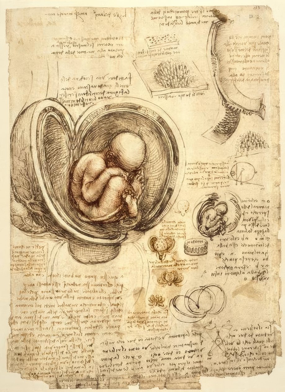 Foetus in de Baarmoeder door Leonardo da Vinci