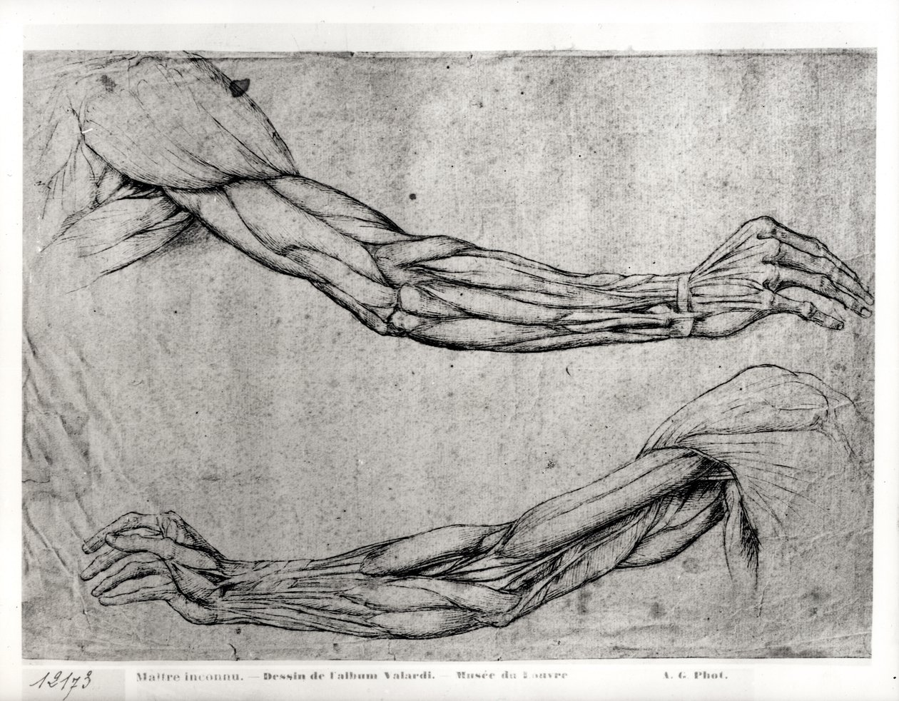 Studie van armen door Leonardo da Vinci