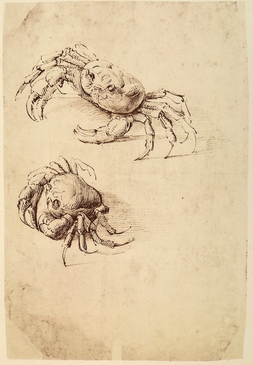 Twee krabben door Leonardo da Vinci