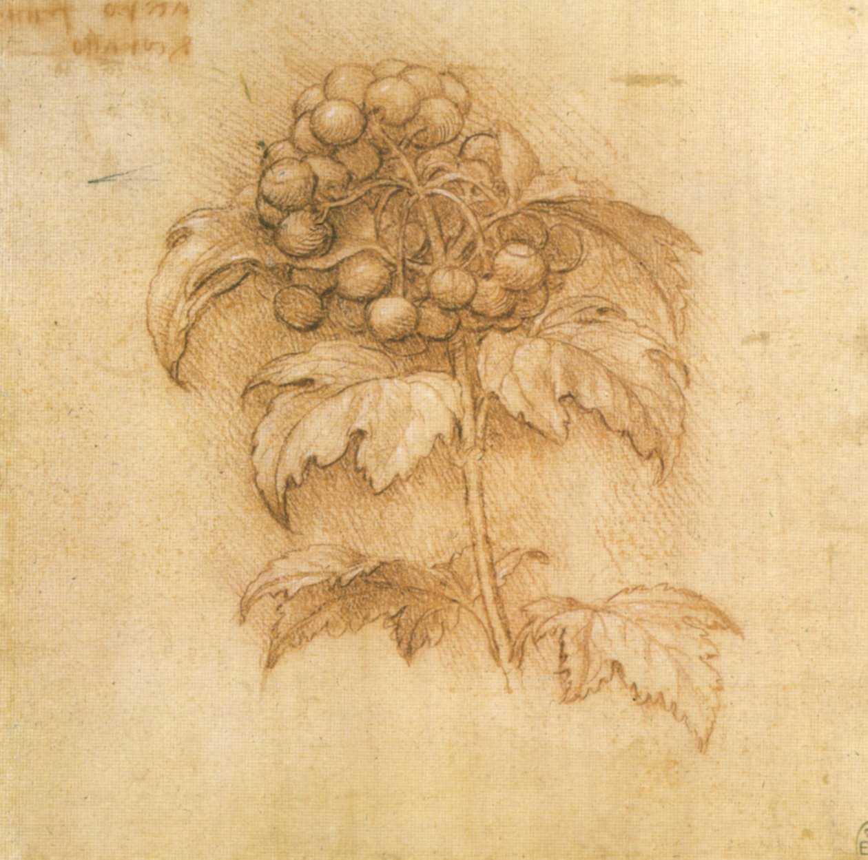 Moerasmirte door Leonardo da Vinci