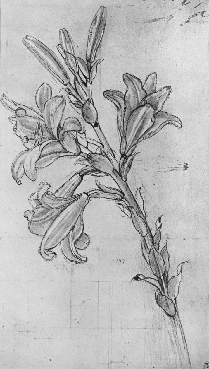 Een lelie, ca. 1480 door Leonardo da Vinci