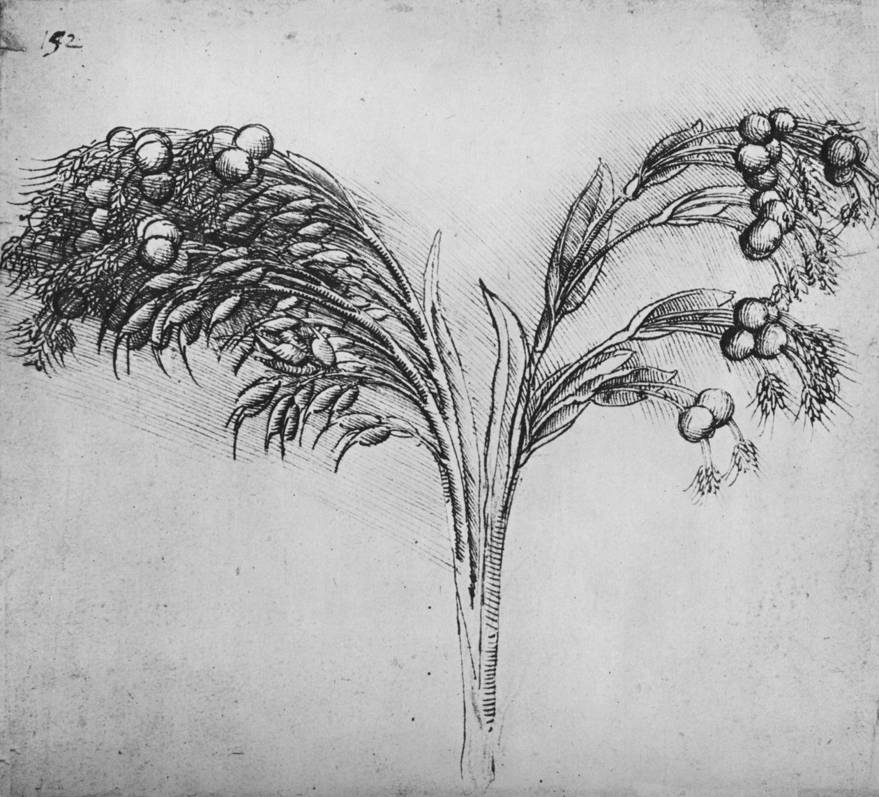 Een langstengelige plant, c1480 door Leonardo da Vinci