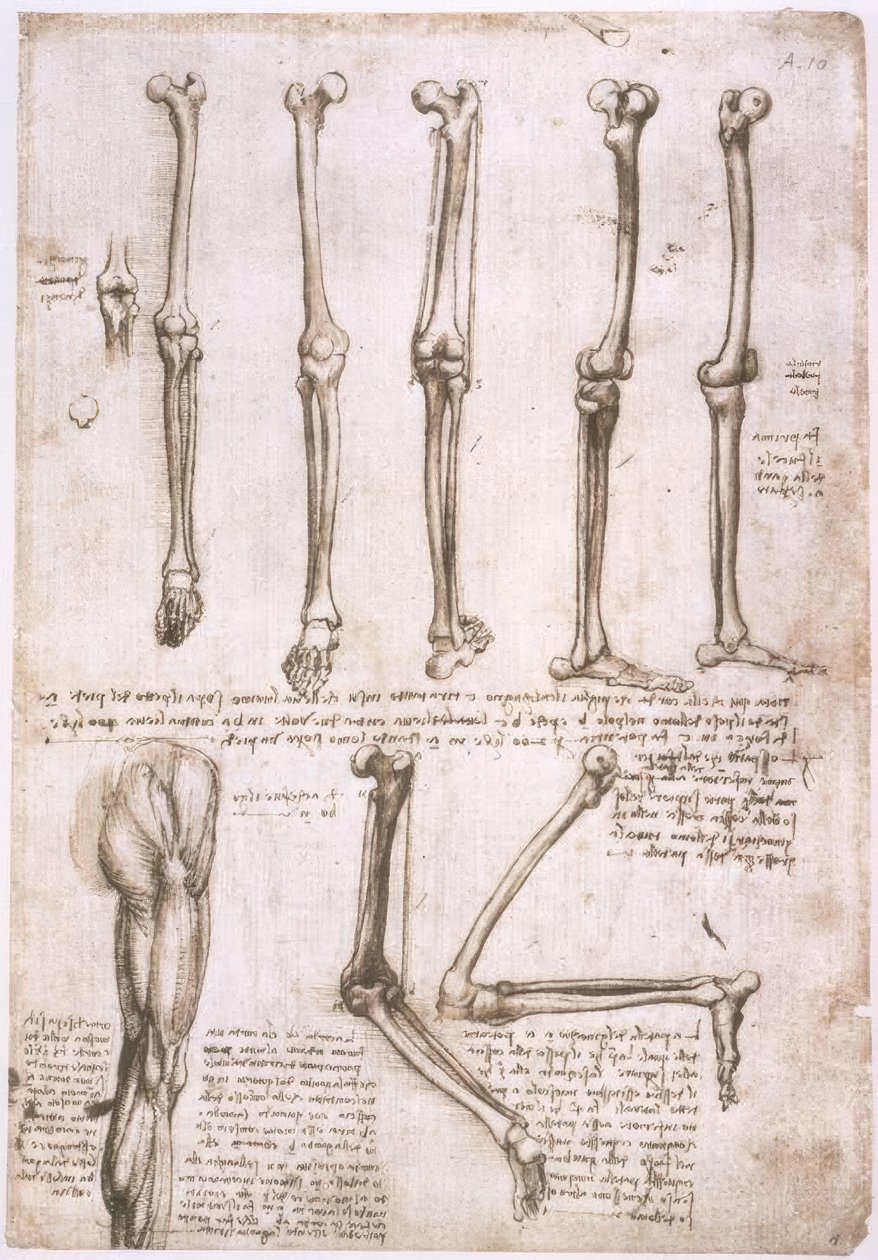 Anatomiestudies door Leonardo da Vinci