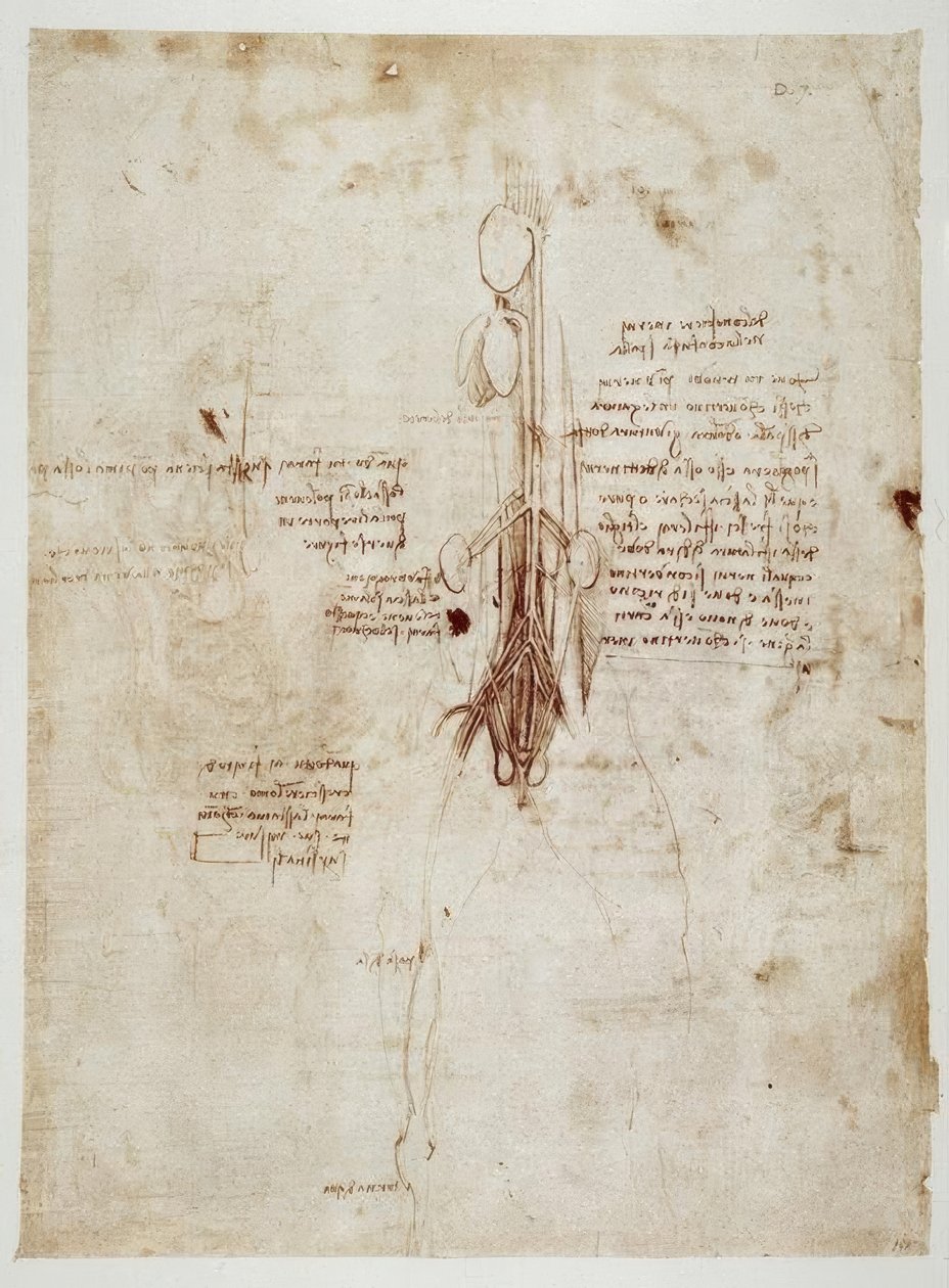 Anatomiestudies door Leonardo da Vinci