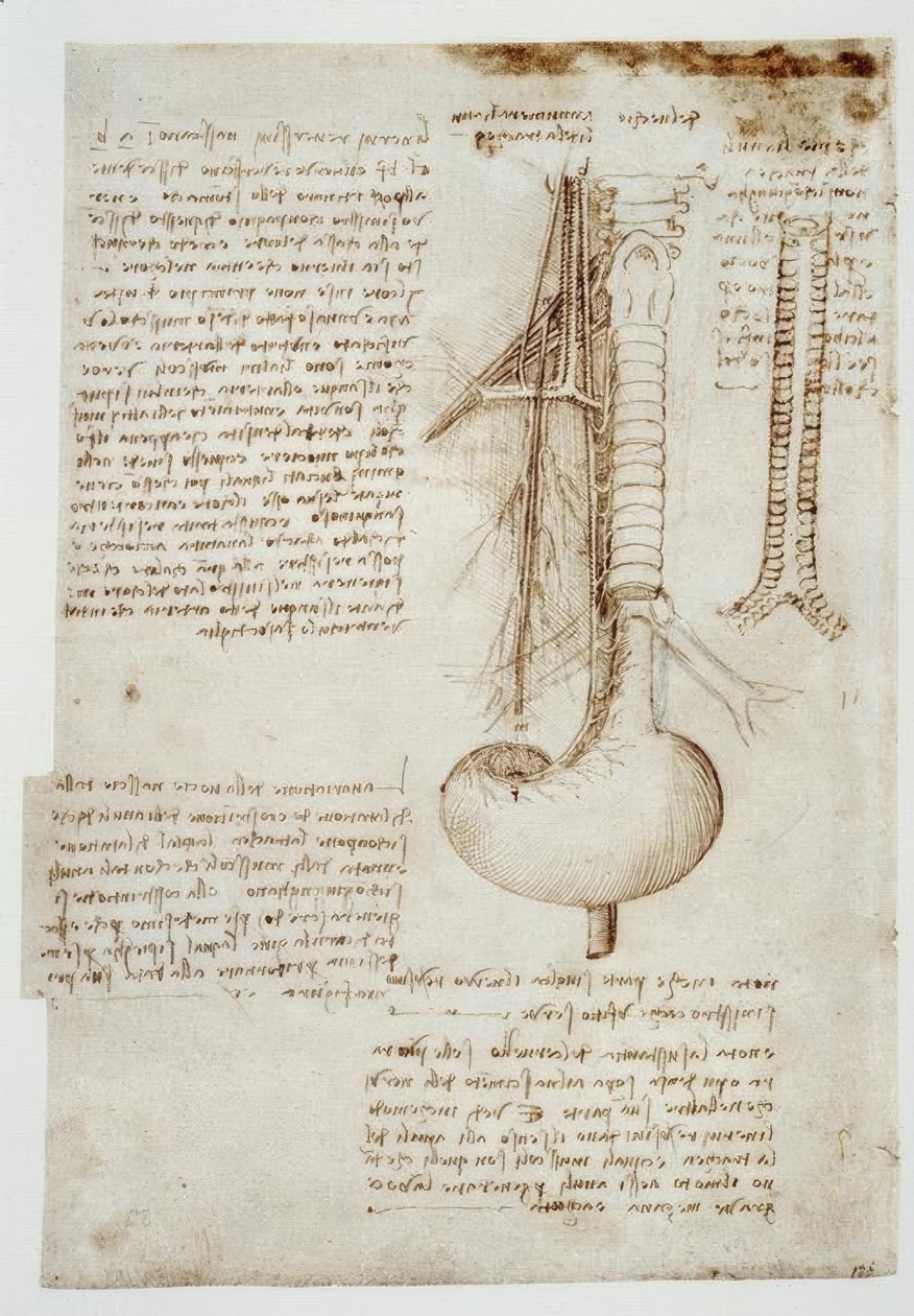Anatomiestudies door Leonardo da Vinci