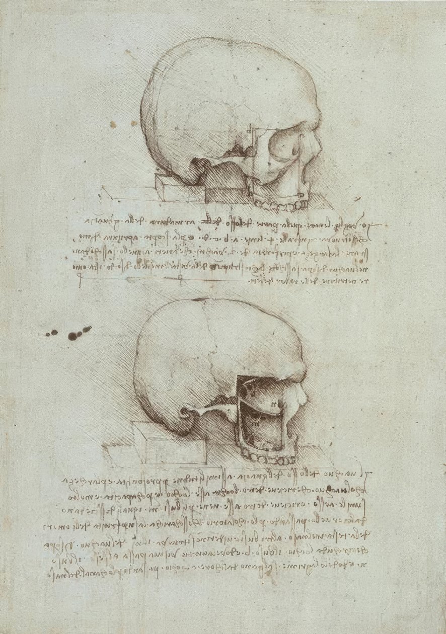 Anatomiestudies door Leonardo da Vinci