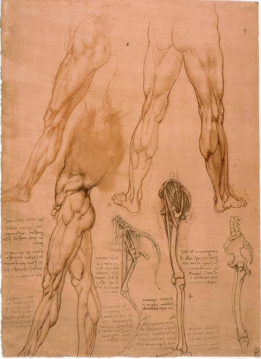 Anatomiestudies: Beenspieren door Leonardo da Vinci