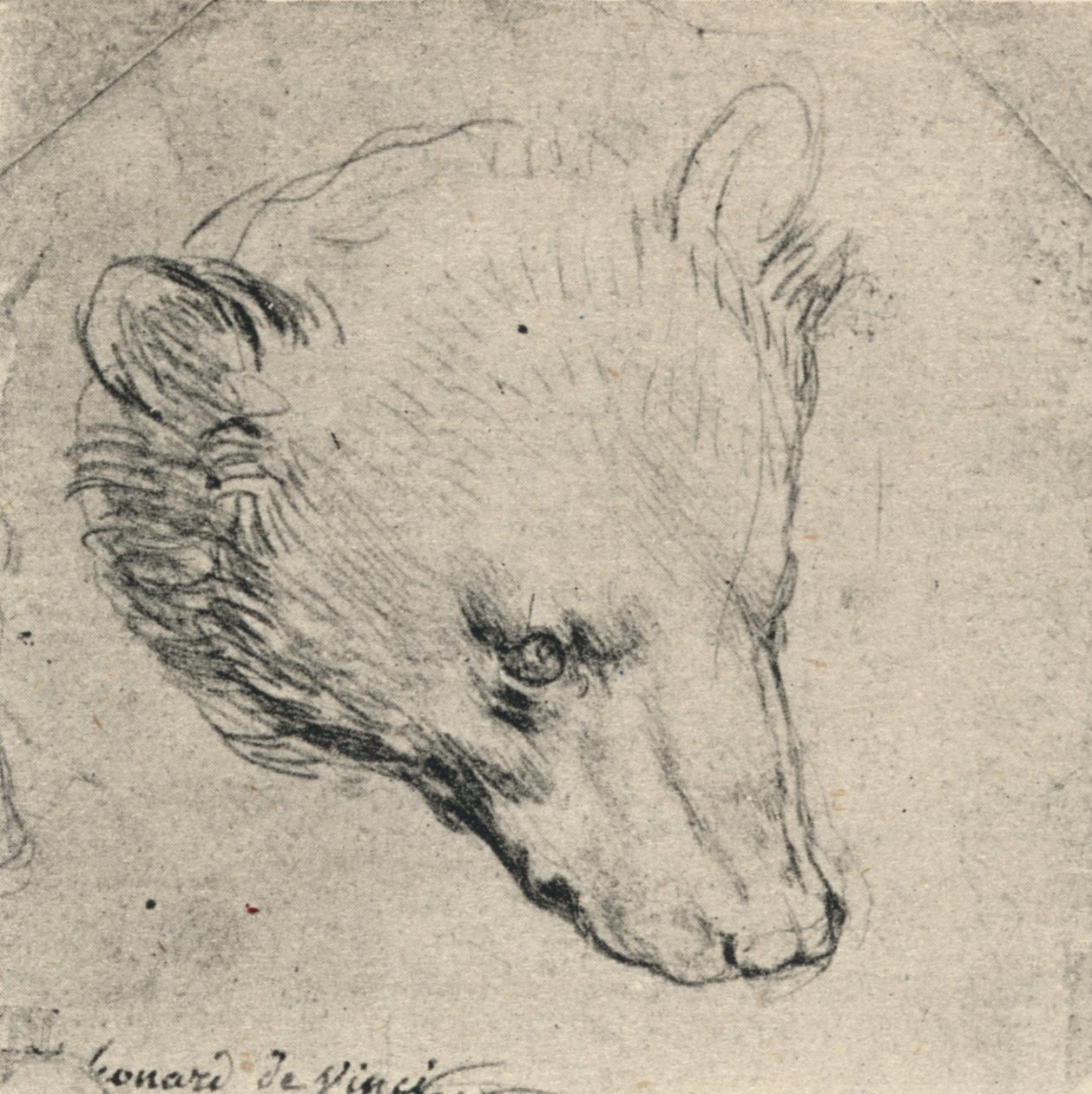 Hoofd van een Beer door Leonardo da Vinci