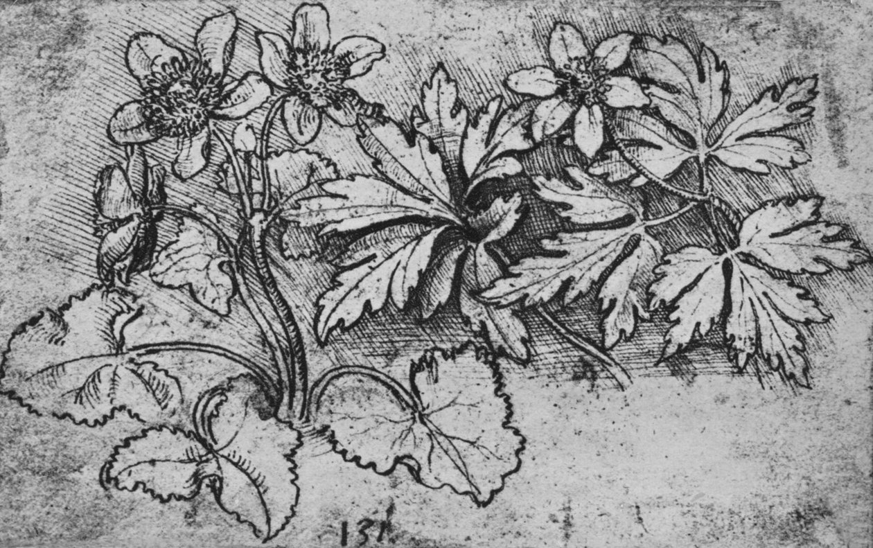 Schets van een Plant, c1480 1945 door Leonardo da Vinci