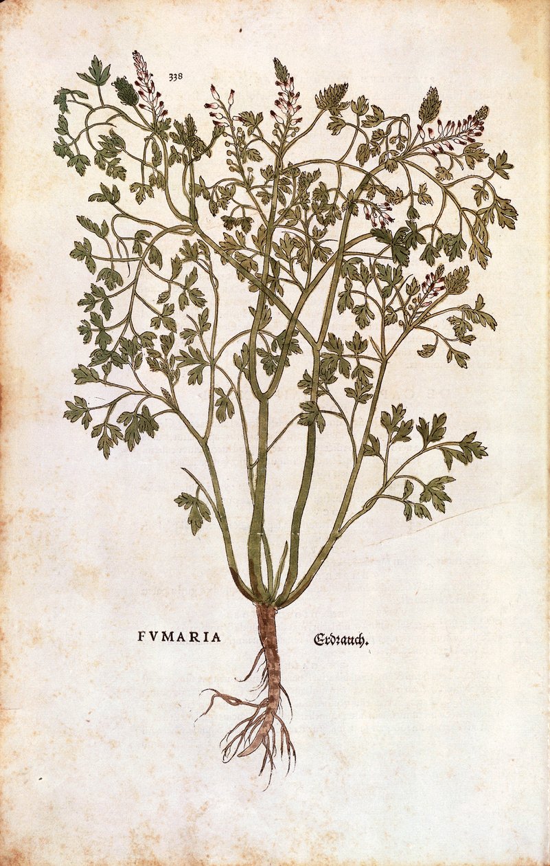 Gewone Duivenkervel (Fumaria officinalis) door Leonhard Fuchs