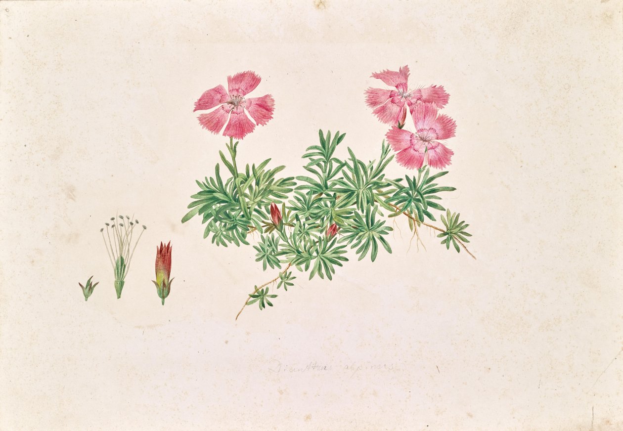 Alpenanjer (Dianthus alpinus) door Leopold von Stoll