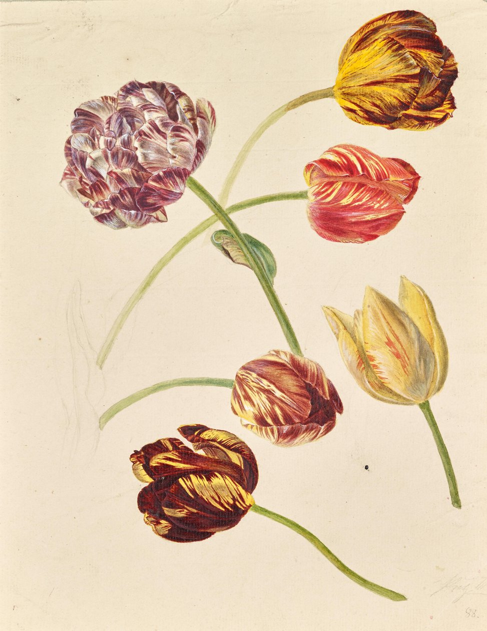 Tulpen door Leopold von Stoll