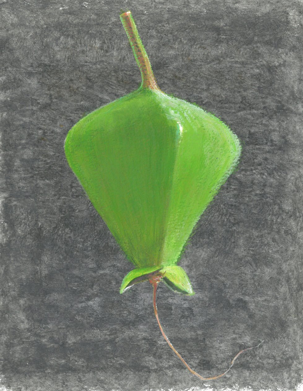 Barringtonia Acutangula door Lincoln Seligman